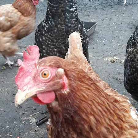 Wioska Pod Kogutem Vakantieboerderij Krepa (Piaseczno)